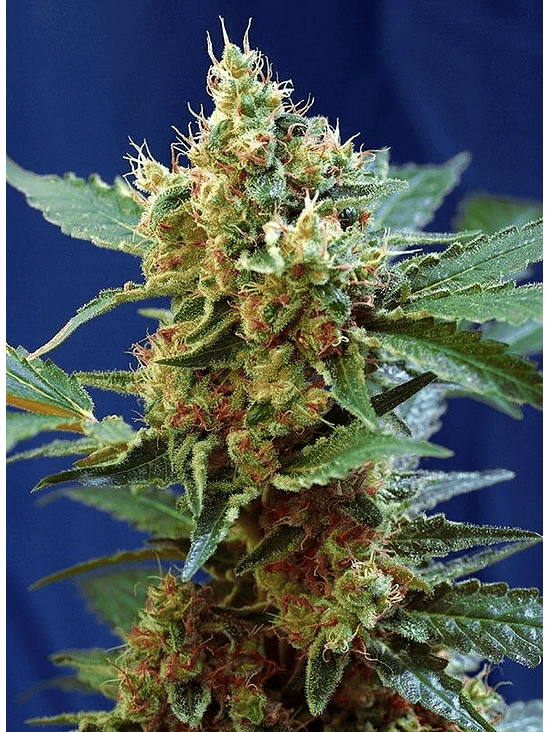 CREAM MANDARINE XL  AUTO® X3+1-SWEET SEEDS 3