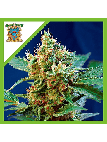CREAM MANDARINE XL  AUTO® X3+1-SWEET SEEDS 1