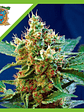 CREAM MANDARINE XL  AUTO® X3+1-SWEET SEEDS - Miniatura 1