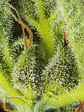 CREAM MANDARINE XL  AUTO® X3+1-SWEET SEEDS - Miniatura 4
