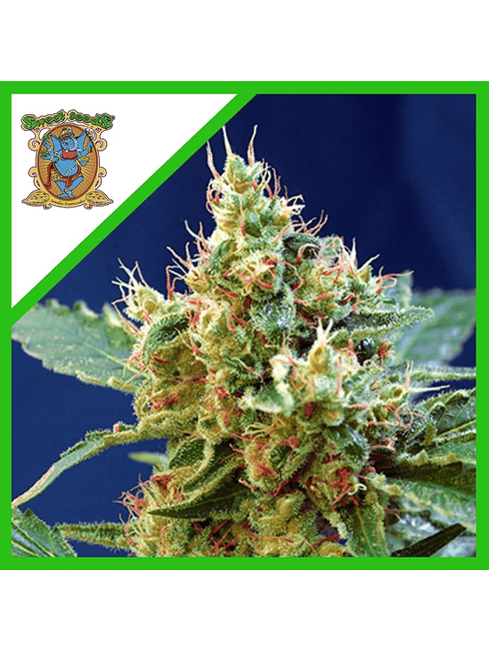 CREAM MANDARINE XL  AUTO® X5+2-SWEET SEEDS 1