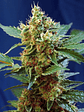 CREAM MANDARINE XL AUTO® X25-SWEET SEEDS - Miniatura 4