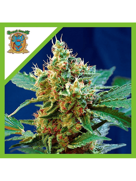 CREAM MANDARINE XL AUTO® X25-SWEET SEEDS 1
