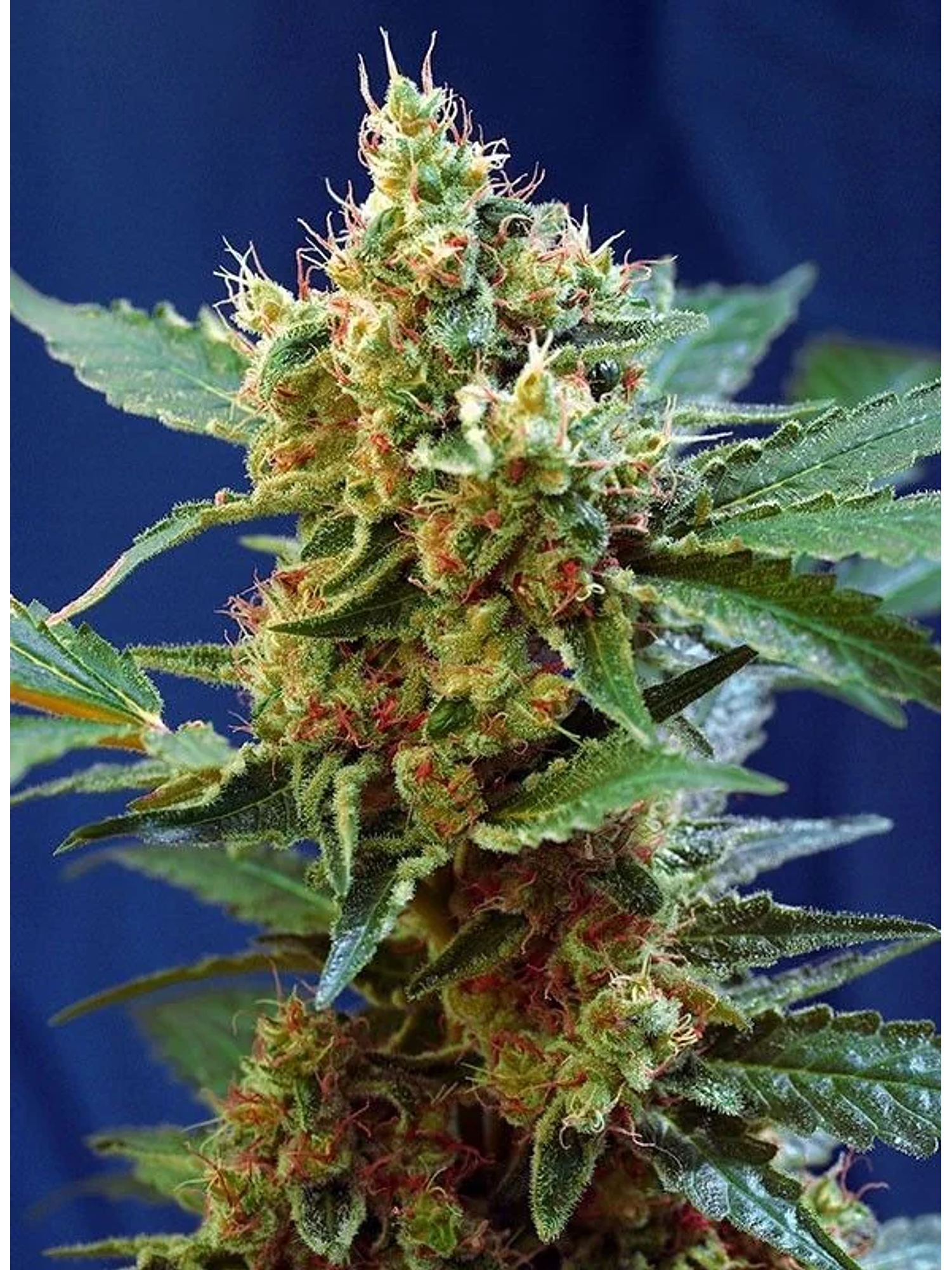 Cream Mandarine Xl Auto® -Sweet Seeds (X100/X25/X5+2/X3+1) 1