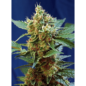 Cream Mandarine Xl Auto® -Sweet Seeds (X100/X25/X5+2/X3+1)