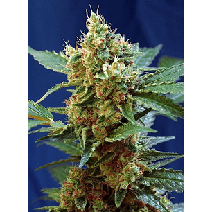 CREAM MANDARINE XL AUTO® X100-SWEET SEEDS