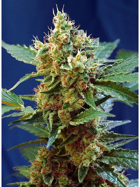 Cream Mandarine Xl Auto® -Sweet Seeds (X100/X25/X5+2/X3+1) 1