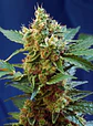 Cream Mandarine Xl Auto® -Sweet Seeds (X100/X25/X5+2/X3+1) - Miniatura 1