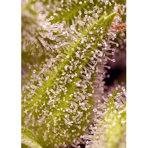 Sweet Cherry Pie Fem® X3+1-Sweet Seeds