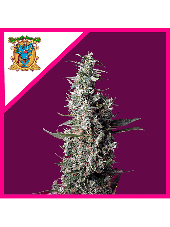 SWEET CHERRY PIE FEM® X3+1-SWEET SEEDS 1