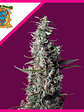 SWEET CHERRY PIE FEM® X3+1-SWEET SEEDS - Miniatura 1