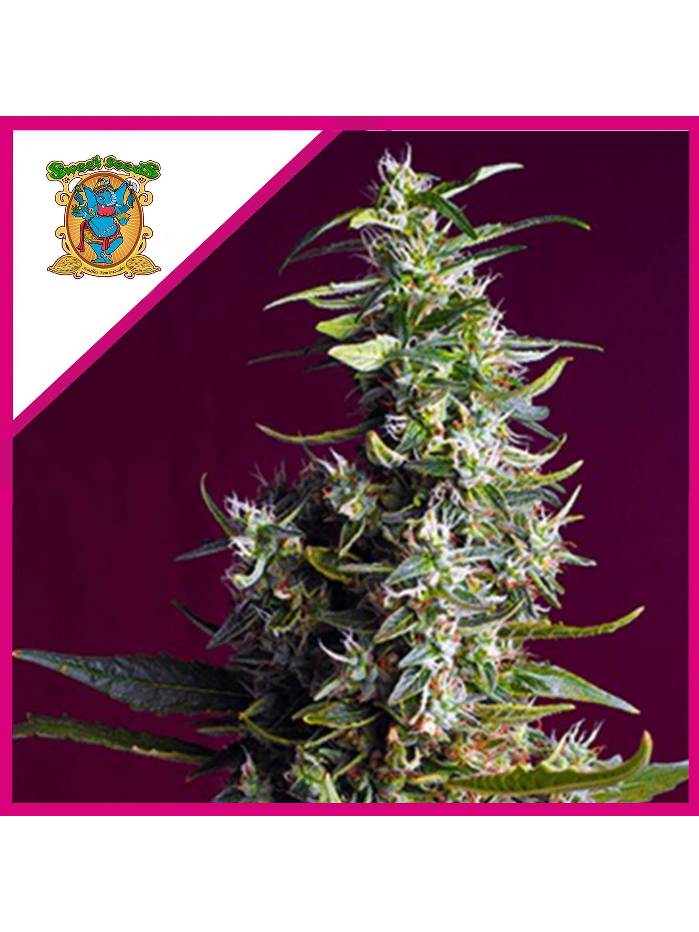 Sweet Cherry Pie Fem® -Sweet Seeds (X5+2/X3+1) 1