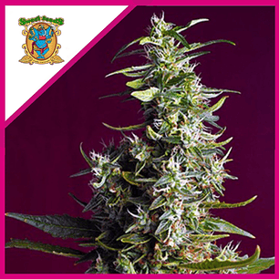 SWEET CHERRY PIE FEM® X5+2-SWEET SEEDS