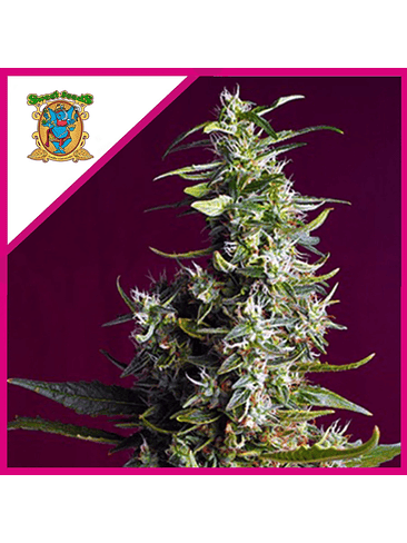 SWEET CHERRY PIE FEM® X5+2-SWEET SEEDS 1