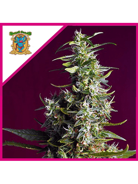 SWEET CHERRY PIE FEM® X5+2-SWEET SEEDS 1
