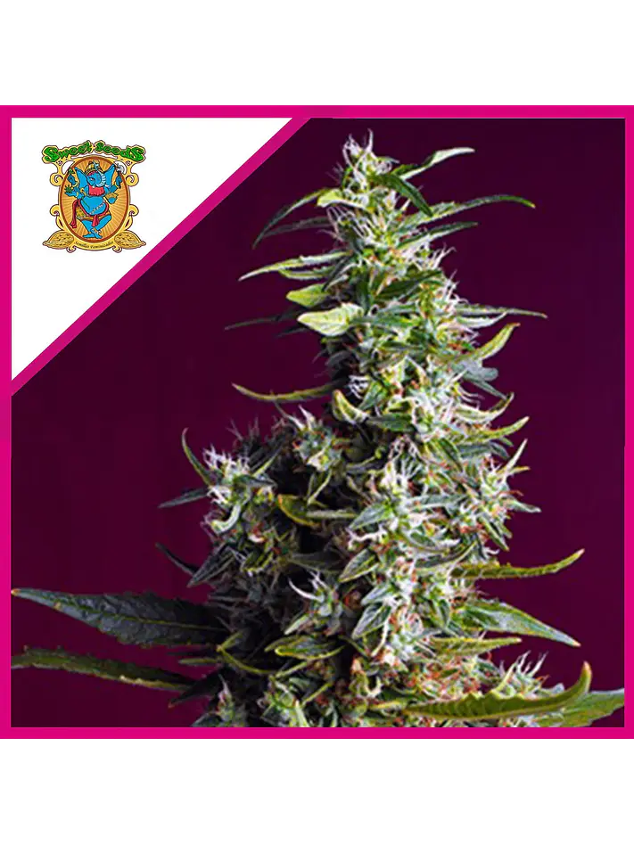 Sweet Cherry Pie Fem® -Sweet Seeds (X5+2/X3+1) 1
