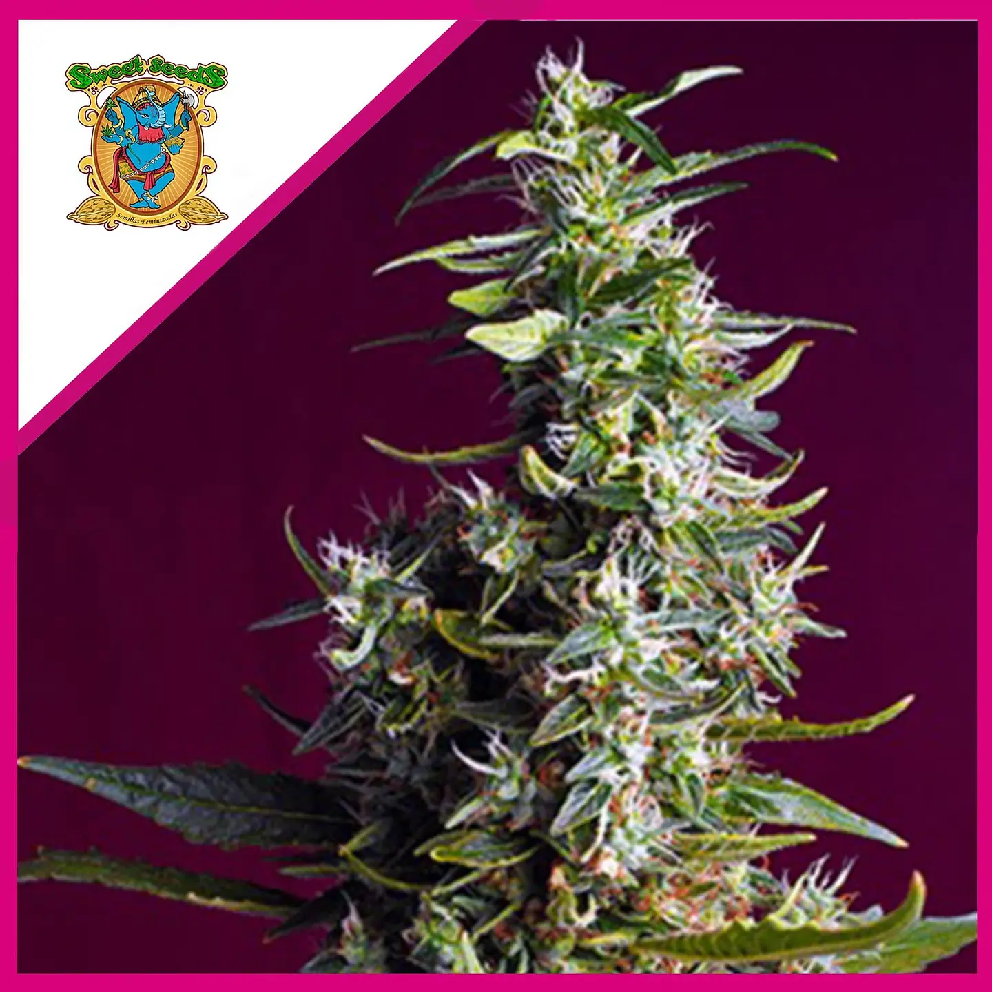 Sweet Cherry Pie Fem® -Sweet Seeds (X5+2/X3+1) 1