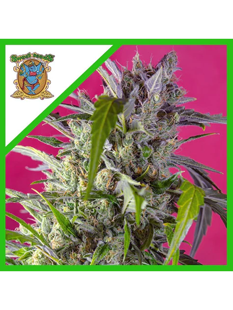 Crystal Candy Auto® Xl -Sweet Seeds (X1/X3+1/X25) 1
