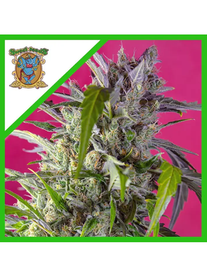 Crystal Candy Auto® Xl -Sweet Seeds (X1/X3+1/X25) 1