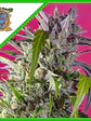 Crystal Candy Auto® Xl -Sweet Seeds (X1/X3+1/X25) - Miniatura 1