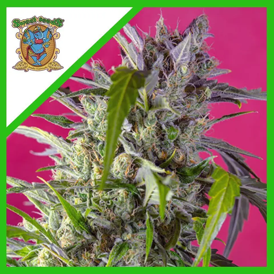 Crystal Candy Auto® Xl -Sweet Seeds (X1/X3+1/X25) 1