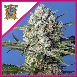 CRYSTAL CANDY F1 FEM® X25-SWEET SEEDS