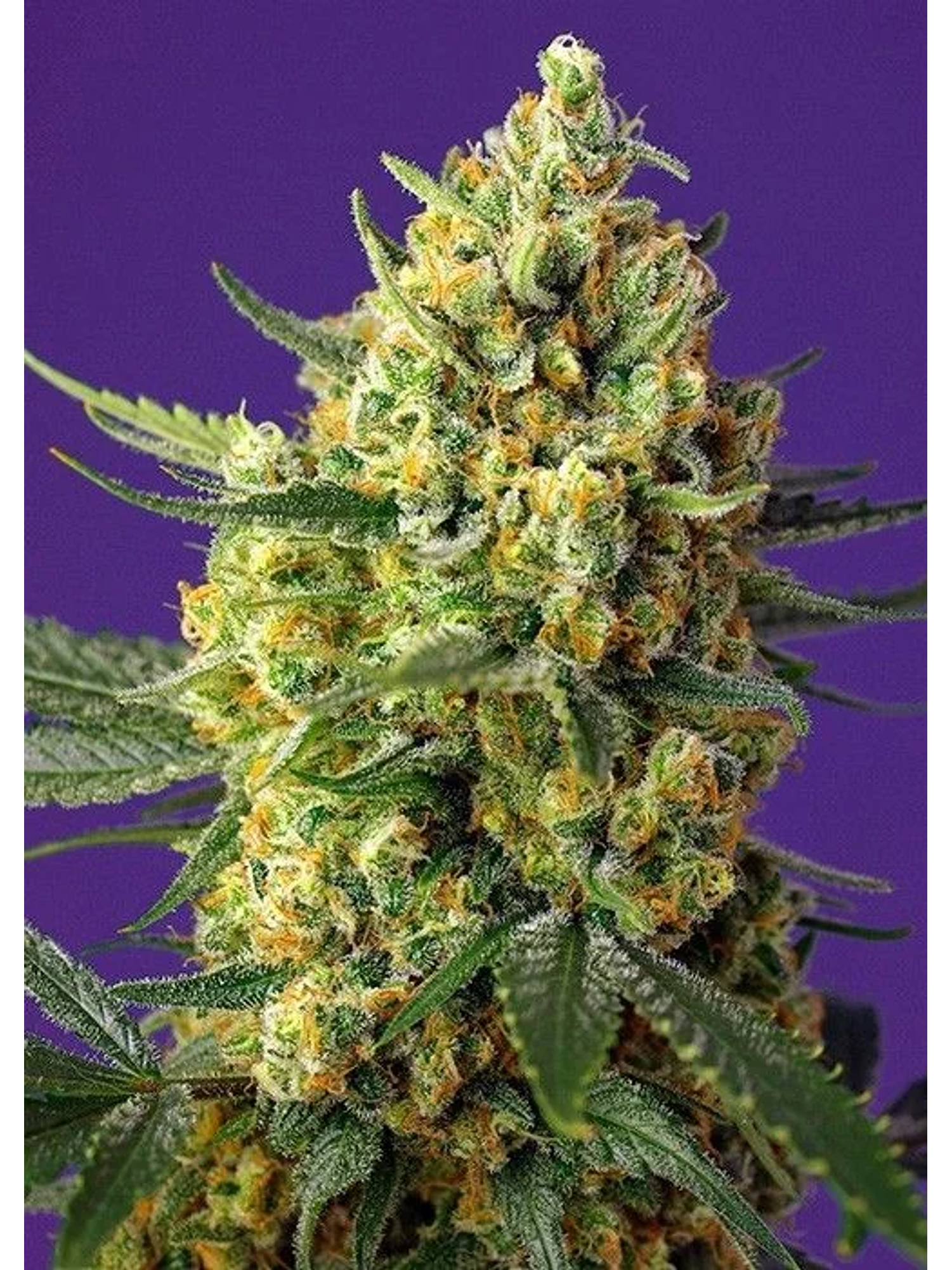 Crystal Candy Fem -Sweet Seeds (X25/X3+1) 1