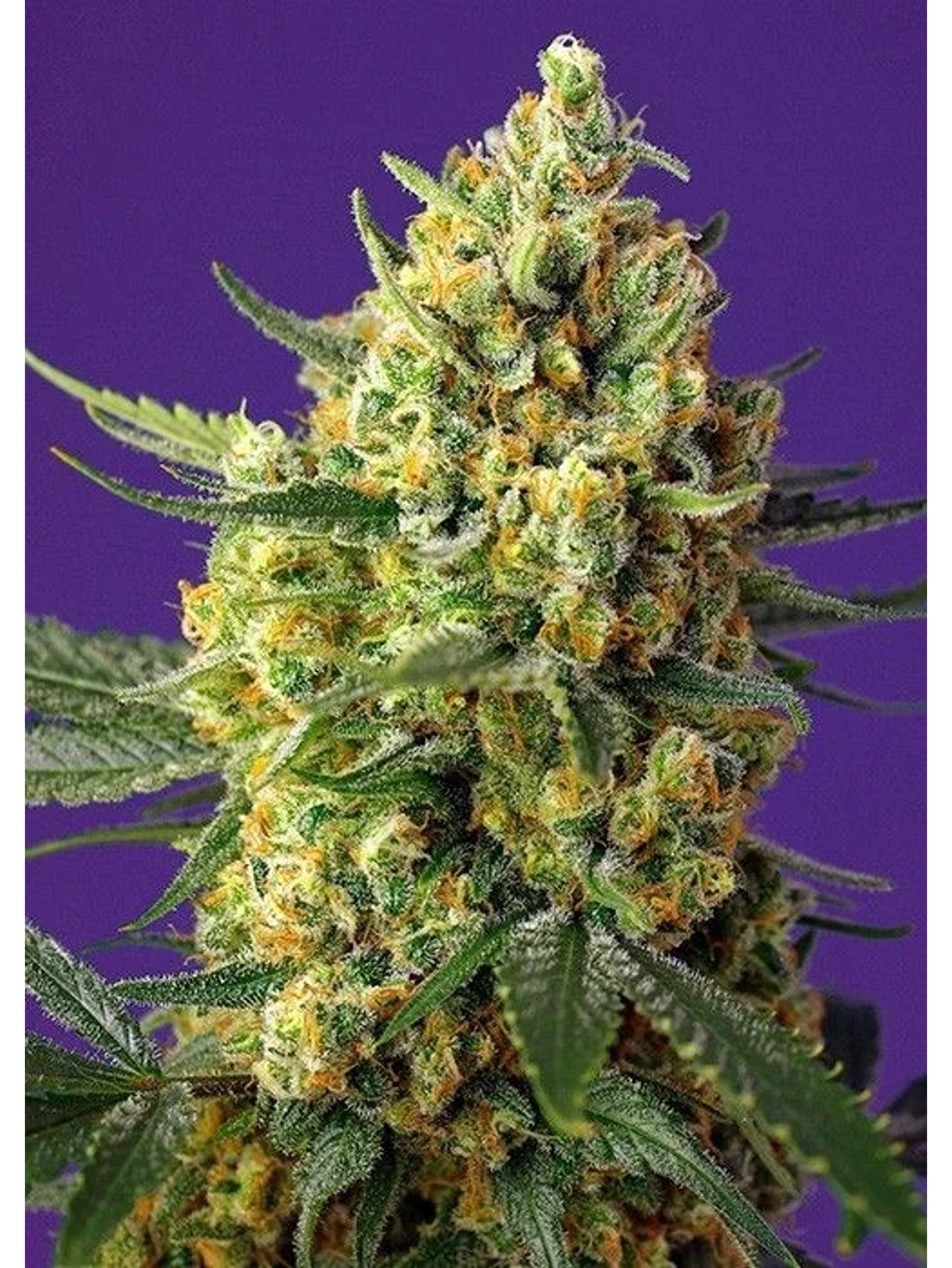 Crystal Candy Fem -Sweet Seeds (X25/X3+1) 1