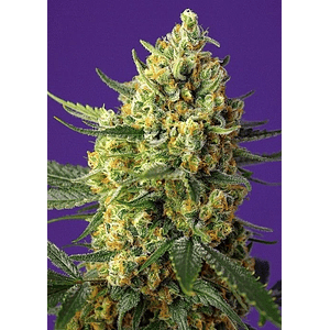 Crystal Candy Fem X25-Sweet Seeds