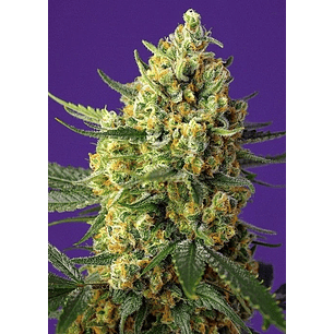 CRYSTAL CANDY FEM X25-SWEET SEEDS