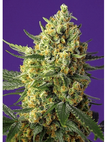 CRYSTAL CANDY FEM X25-SWEET SEEDS 1