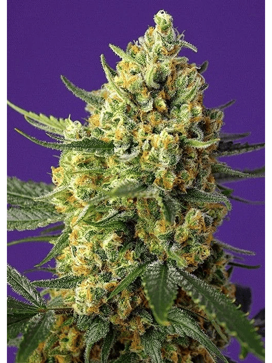 CRYSTAL CANDY FEM X25-SWEET SEEDS 1
