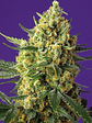Crystal Candy Fem X25-Sweet Seeds - Miniatura 1