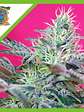 Sweet Cheese  Auto® X3+1-Sweet Seeds - Miniatura 1