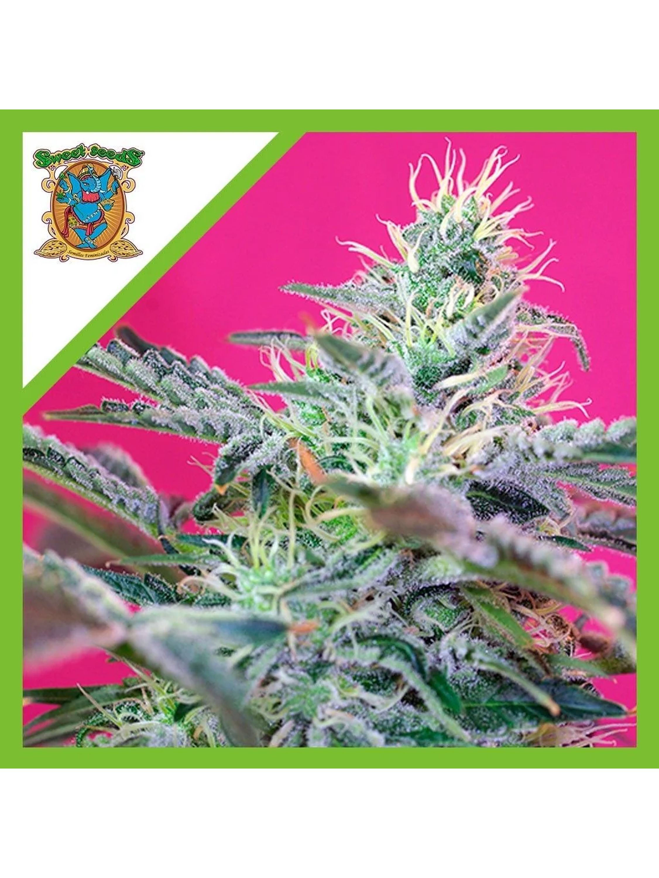Sweet Cheese Auto® -Sweet Seeds (X25/X3+1) 1