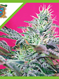 Sweet Cheese  Auto® X25-Sweet Seeds - Miniatura 1