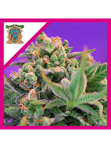 SWEET CHEESE  F1 FEM® X3+1-SWEET SEEDS 1