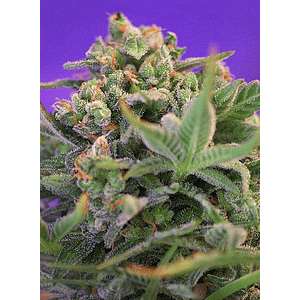 Sweet Cheese  F1 Fem® X3+1-Sweet Seeds