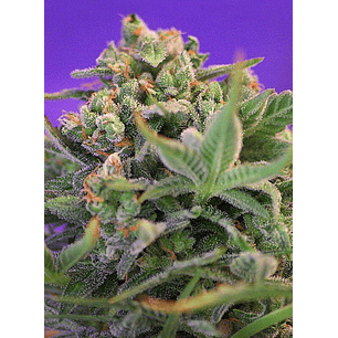 SWEET CHEESE  F1 FEM® X3+1-SWEET SEEDS