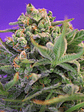 SWEET CHEESE  F1 FEM® X3+1-SWEET SEEDS - Miniatura 2