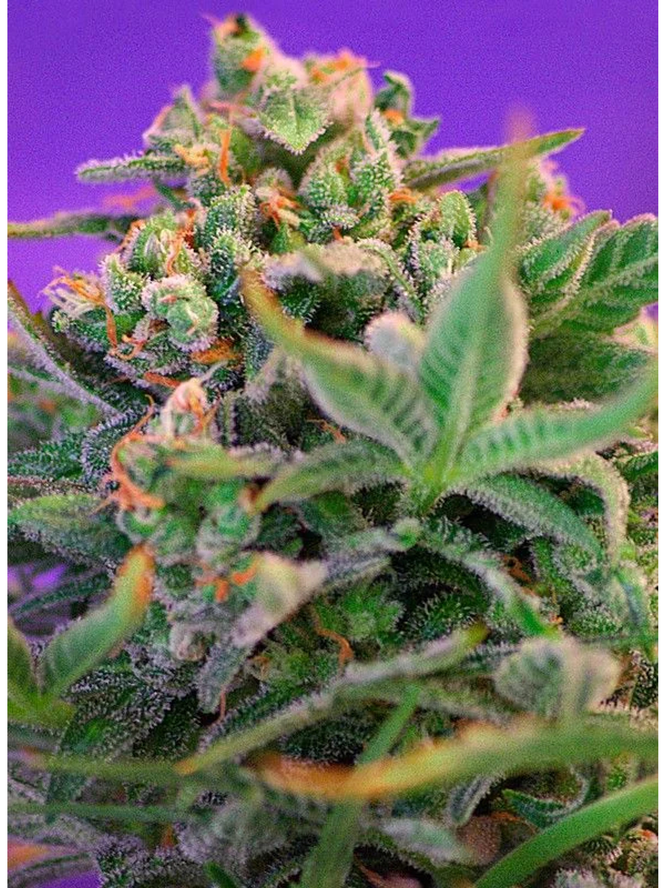 Sweet Cheese F1 Fem® -Sweet Seeds (X100/X25/X3+1) 2