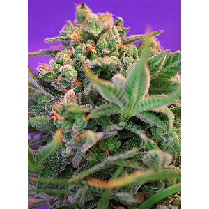 Sweet Cheese F1 Fem® X100-Sweet Seeds
