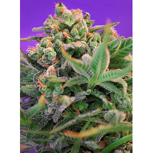 SWEET CHEESE F1 FEM® X100-SWEET SEEDS