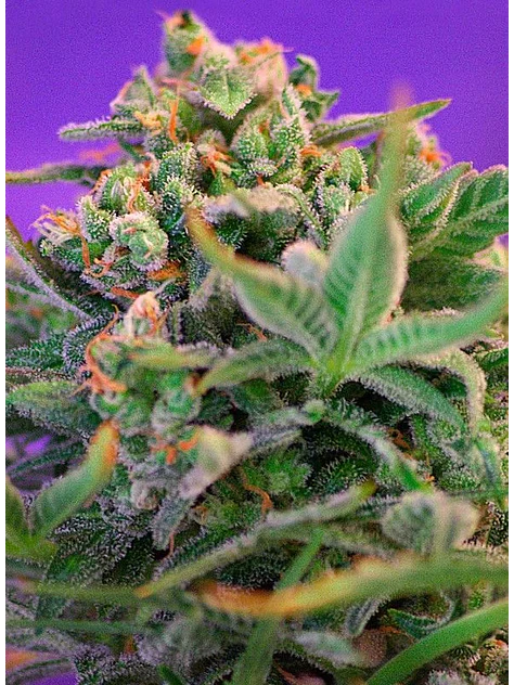Sweet Cheese F1 Fem® -Sweet Seeds (X100/X25/X3+1) 2