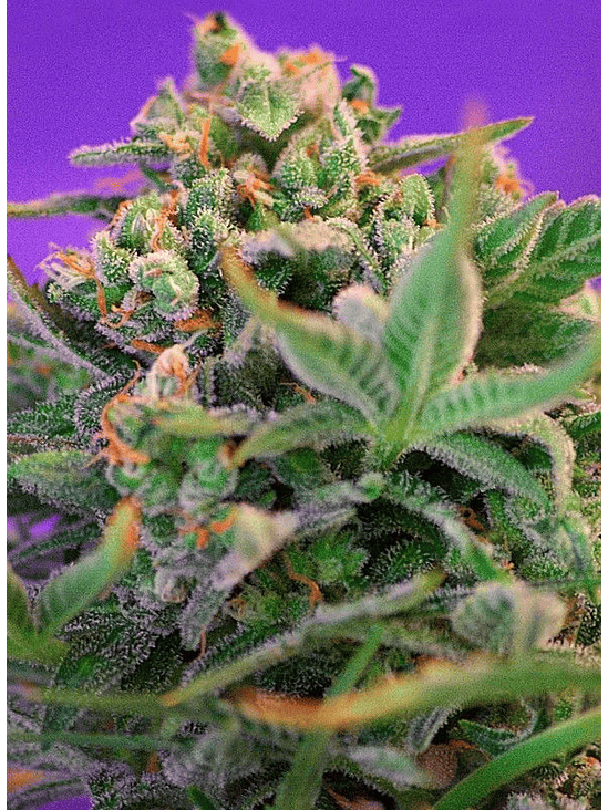 SWEET CHEESE F1 FEM® X100-SWEET SEEDS 2
