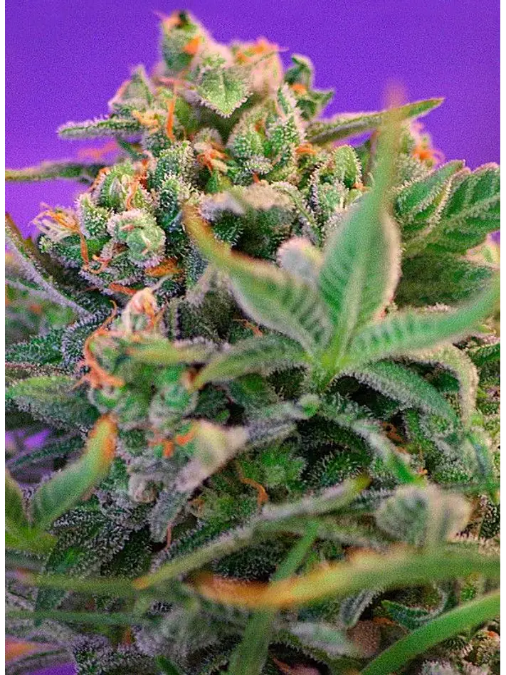 Sweet Cheese F1 Fem® -Sweet Seeds (X100/X25/X3+1) 2