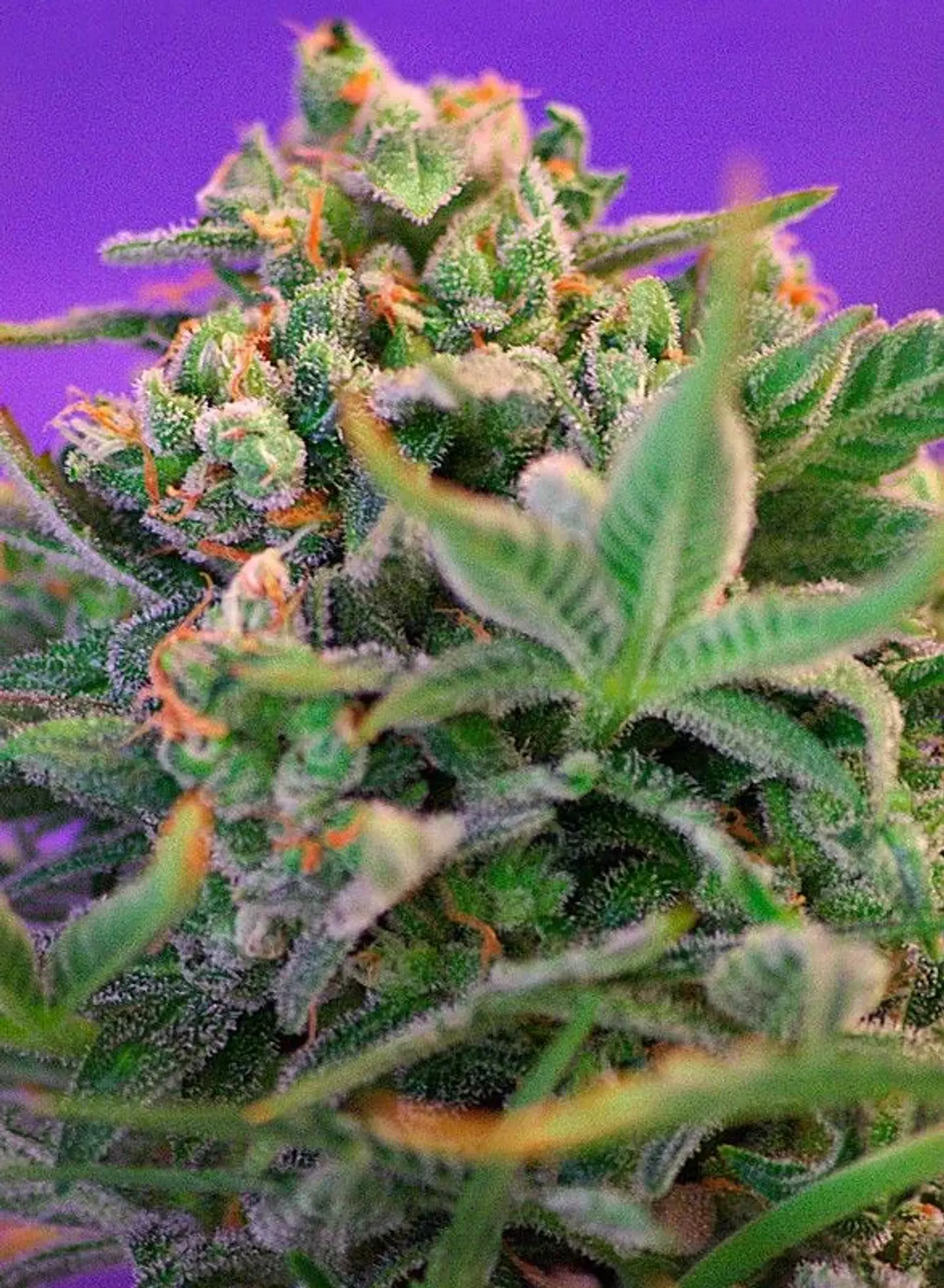Sweet Cheese F1 Fem® -Sweet Seeds (X100/X25/X3+1) 2