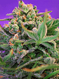 SWEET CHEESE F1 FEM® X100-SWEET SEEDS - Miniatura 2