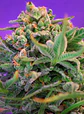 Sweet Cheese F1 Fem® -Sweet Seeds (X100/X25/X3+1) - Miniatura 2