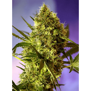 Sweet Cheese  Fem® X3+1-Sweet Seeds